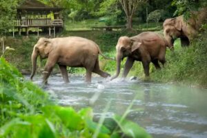 Elefantes caminando en un santuario de elefantes en Tailandia rodeados de naturaleza.