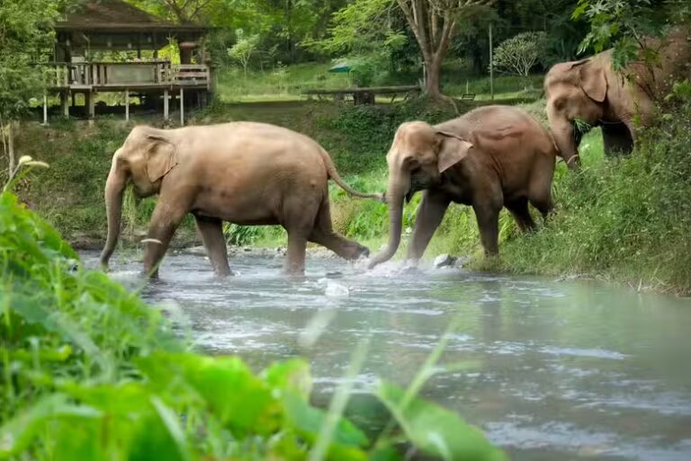 Elefantes caminando en un santuario de elefantes en Tailandia rodeados de naturaleza.